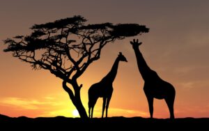 africa-wildlife-giraffes-sunset_995228